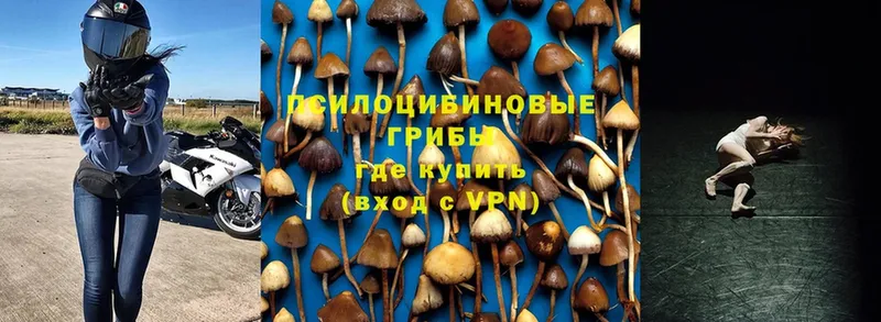 купить наркоту  Ирбит  Галлюциногенные грибы Cubensis 